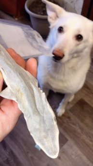 Пробуем АКУЛУ