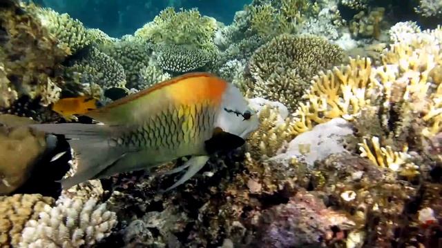 Pyskoun velkopyský [ Epibulus insidiator ] ( Slingjaw Wrasses )