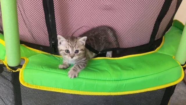 Coffee tabby kitten tabby cat in ball pit and on the trampoline - part 1