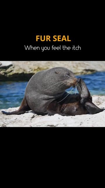 Fur seal-When you feel the itch