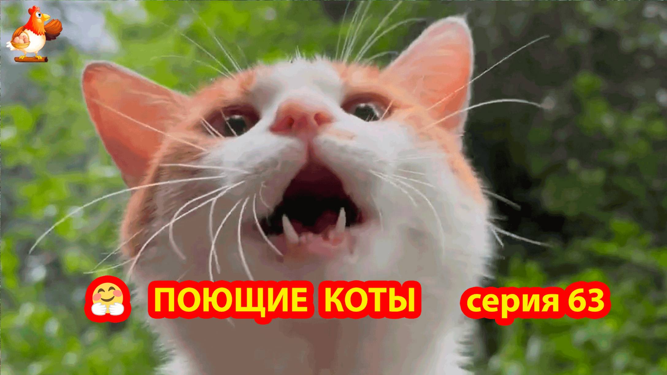 Крутые коты у птичьего двора серия 63 🐈🐈⬛😹 Природа Абхазии и подворье с птицами и животными ❣️