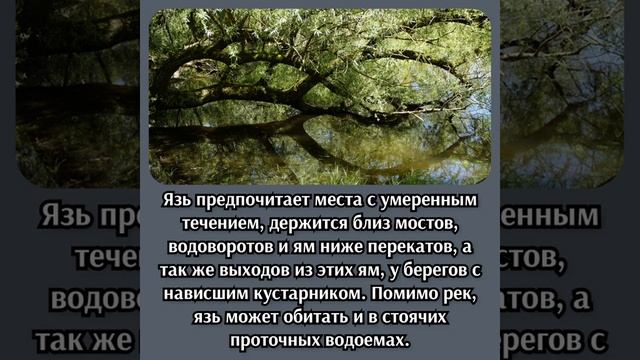 РЫБА ЯЗЬ, ВСЕ ФАКТЫ О РЫБЕ