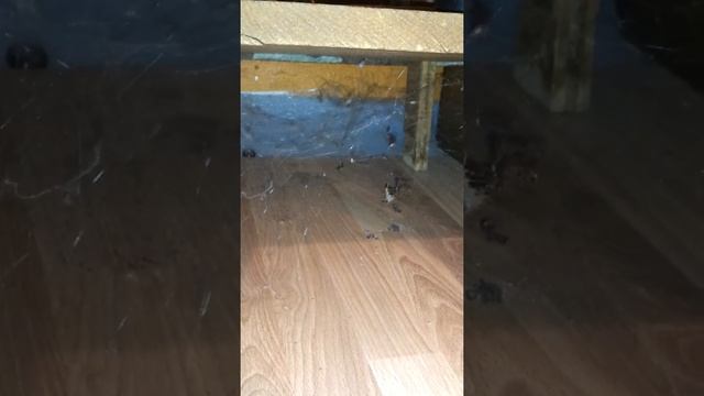 Spider vs. centipede