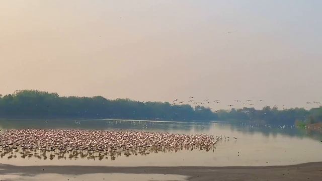 Pink Flamingos 🦩 in Navi Mumbai, India (Migratory birds)