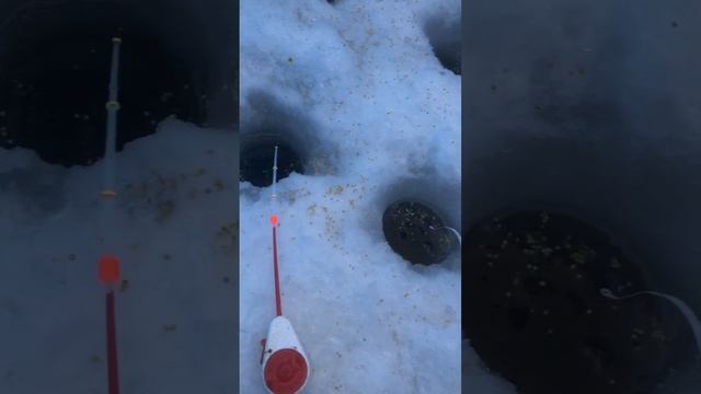 Ловля сороги