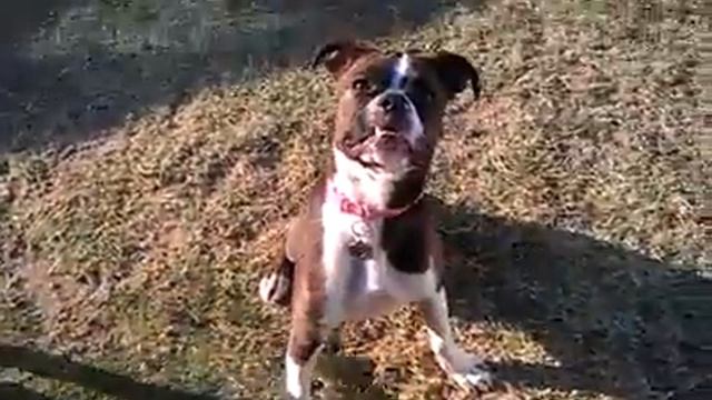 Blue Pit pup and our brindle boxer puppy :) doing speak for mama