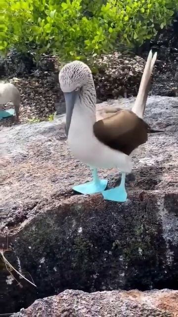 Blue Footed Birds | Beautiful Birds. #birds #happy #blue