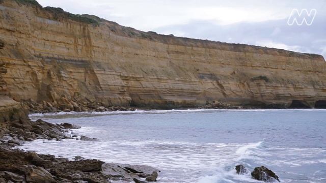 Janjucetus hunderi the fierce whale ancestor of modern giants