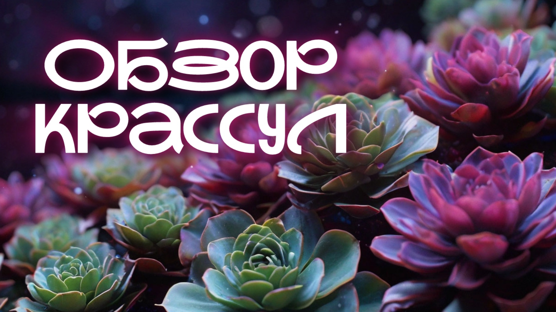 Обзор крассул