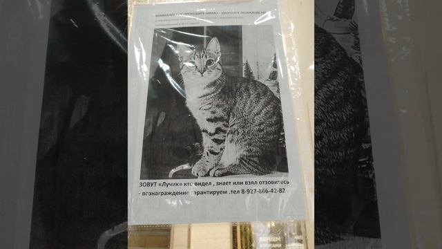 котик пропал 😥