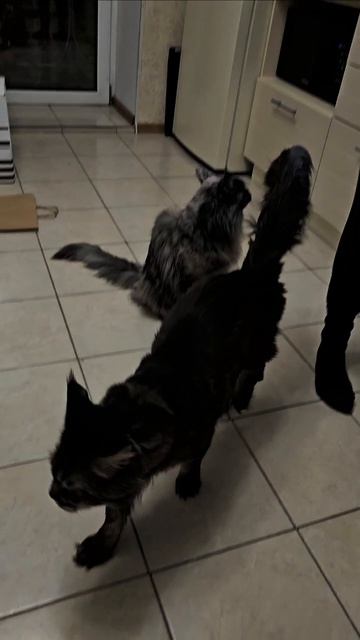 Ужин по-кошачьи😸