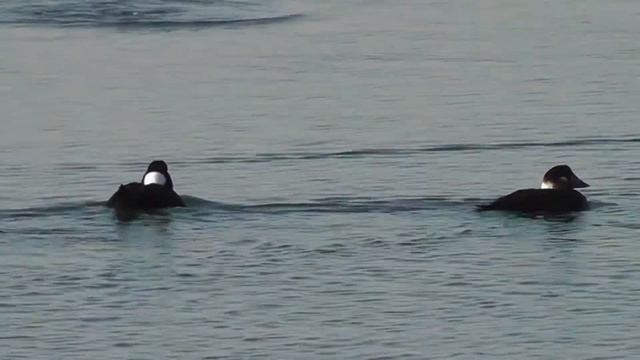 Surf Scoter (Panasonic TM90)