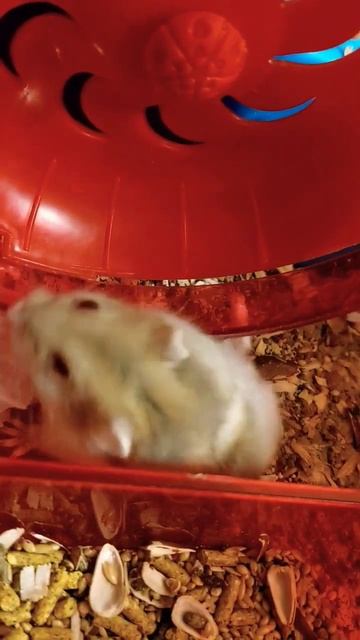 The life of the little hamster | छोटे हम्सटर का जीवन | 小仓鼠的生活 | Жизнь маленького хомячка #hamsters