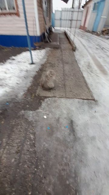 кот антон