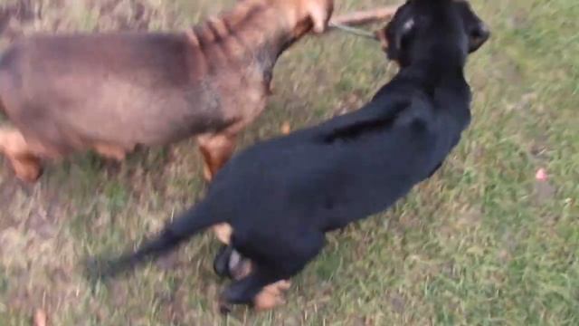 Watch Them Grow 1-12 Weeks - Rottweiler X Ridgeback Puppies