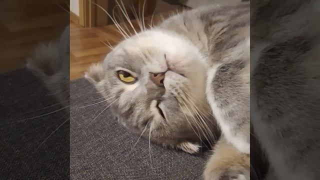 Киса.. что ты за человек.. 🐱