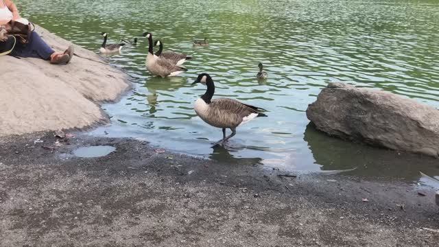 Утки Central Park New York