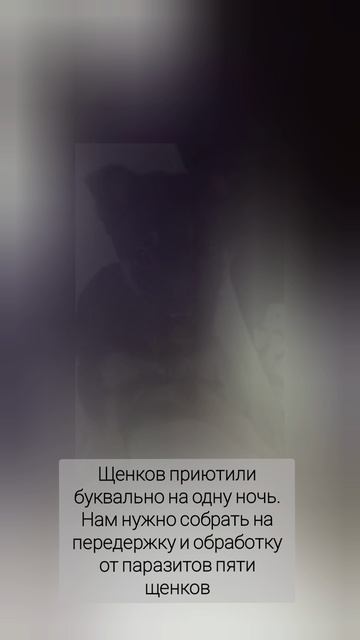Щенки из коробки на Павлова.mp4
