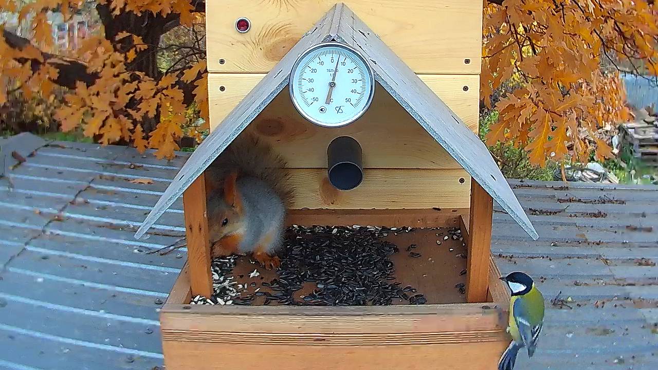24/7 • кормушка онлайн, термометр, чат для полуночников, Россия, Сибирь