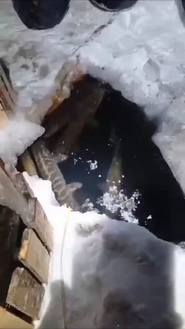 Когда ты очень везучий рыбак😁

Почему такое скопление рыбы, кто знает?