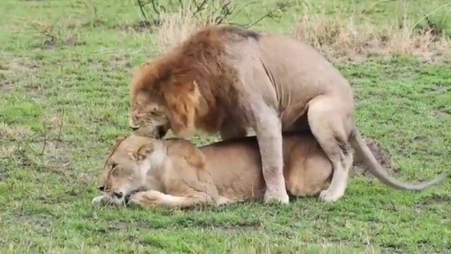 King of Animals is Mating - National Geographical Wildlife.