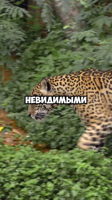 Факты о леопардах (202) #shorts #animals #факты