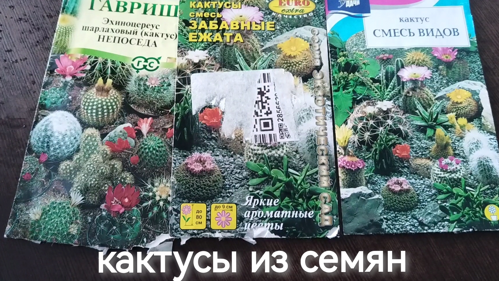 кактусы (смесь) из семян