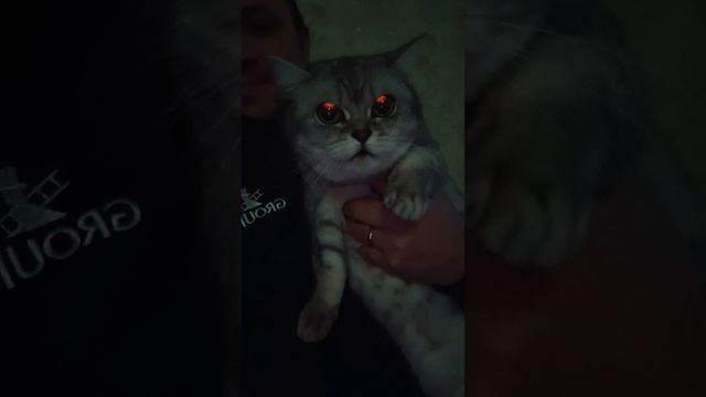 Мой Кот злой