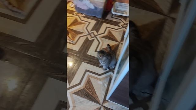 Сосиски пришлись по вкусу хвостикам