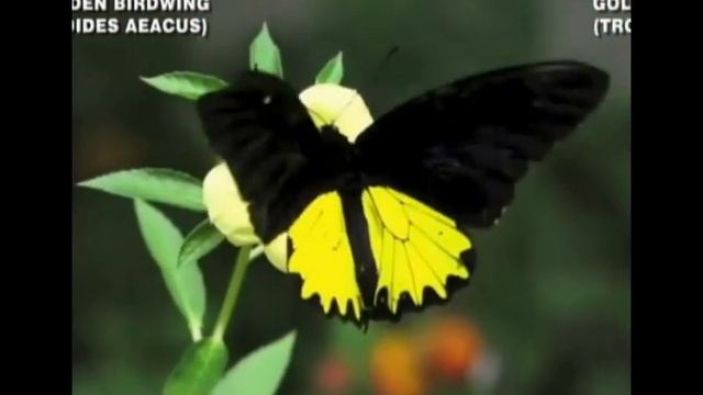 AMAZING BUTTERFLIES  FROM AROUND WORLD