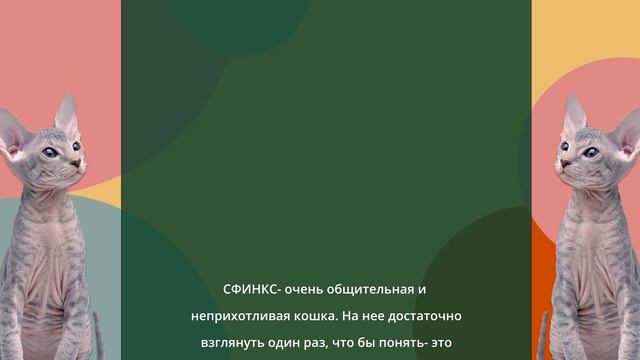 Презентация по обществознанию Породы кошек: Сфинкс
2класс