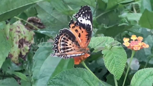 Tamil lacewing | ലെയ്സ് ശലഭം|cethosia nietneri