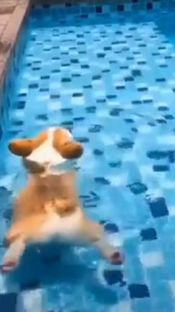 🤣Funny and Smart Corgi Floating on the Swinpool! 🐶👀 #shorts