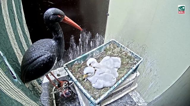 Must-toonekurg2~ Toru is feeding the storklets~2:02 p.m. 2022/06/10