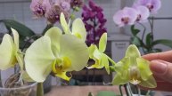 ЦВЕТЕНИЕ ОРХИДЕЙ в ЖАРУ!