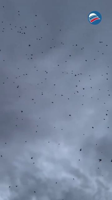 Воздушные брачные игры: бразильские пауки шокируют прохожих