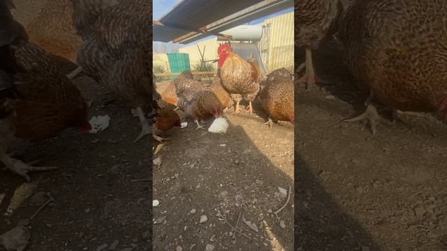 Капуста для кур
