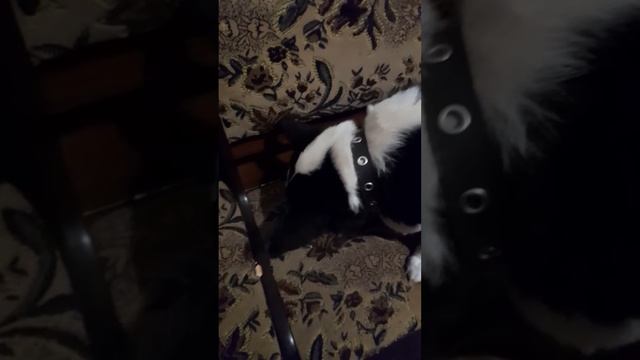 Собака Рада снова просит сушки