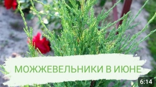 МОЖЖЕВЕЛЬНИКИ В ИЮНЕ🤗 21.06.2022 г.