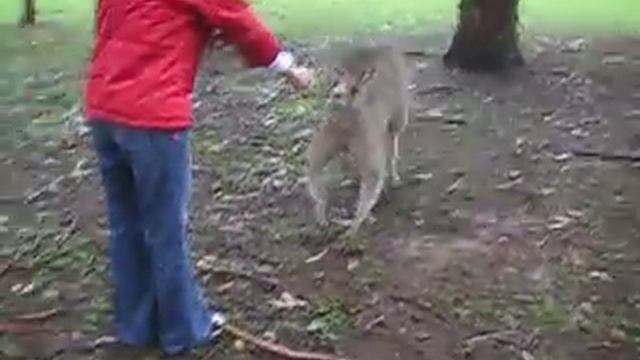 A Big Kangaroo