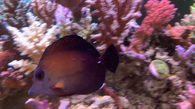 Hybrid Black Scopas Tang