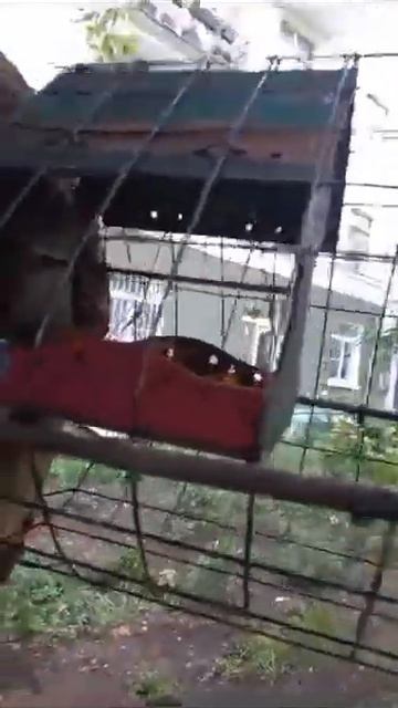 Почему кормушка в клетке