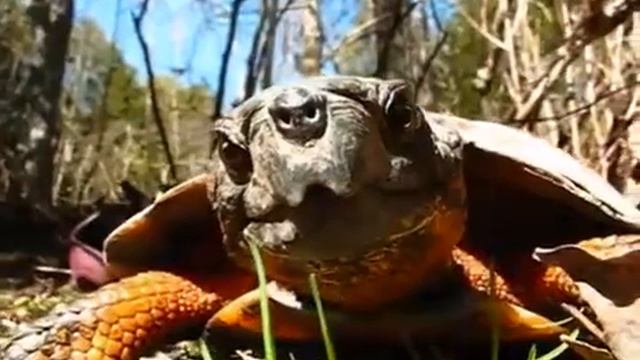 A wise Wood Turtle (Glyptemys insculpta) studies the camera in front o