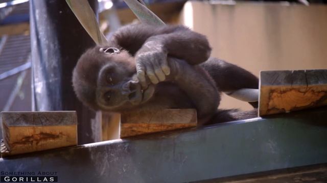 Mom Gorilla will always be there for Her Baby | Momotaro Family | Kyoto Zoo