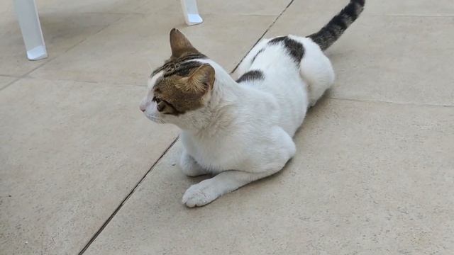 Коты и кошки SULTAN SIPAHI RESORT HOTEL 4* ALANYA Pets cats बिल्ली की 貓 القطط Katzen gatos мысықтар