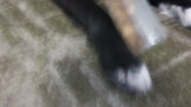 ласка гав 🐶🐶