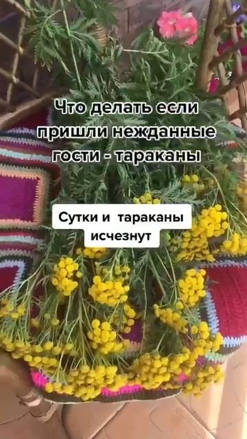 Как избавиться от тараканов с помощью обычного цветка.