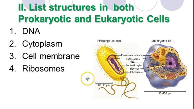 Cell Types (Theme 2 Topic 1 pg 2)