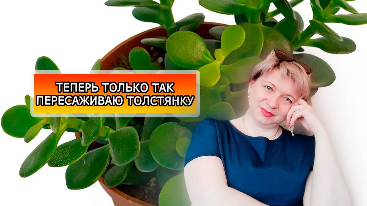 ПЕРЕСАДКА ДЕНЕЖНОГО ДЕРЕВА В ДОМАШНИХ УСЛОВИЯХ | ТОЛСТЯНКА ПЕРЕСАДКА