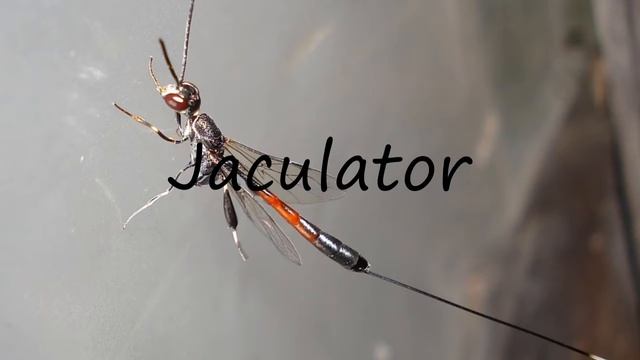 How to Pronounce Jaculator?